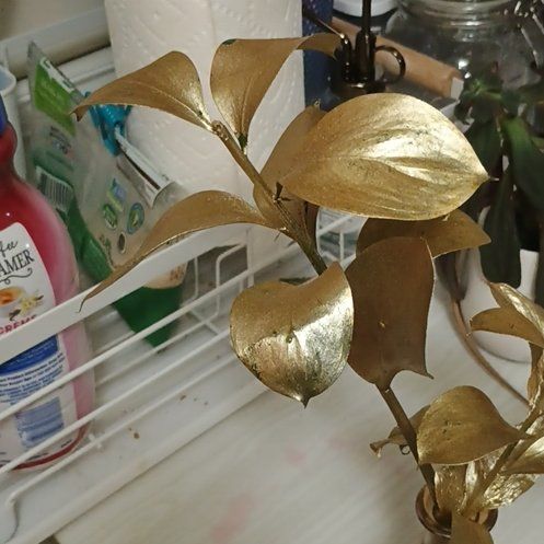 Photo of the plant species Spineless Butcher's Broom by @PeppyJellypalm named Marley on Greg, the plant care app