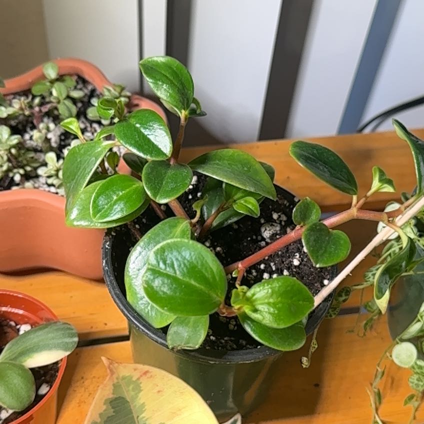 Photo of the plant species Cypress Peperomia by @corgikay named lady on Greg, the plant care app