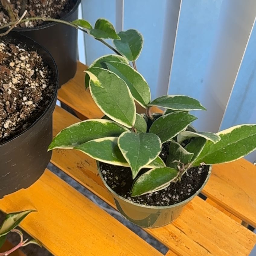 Photo of the plant species Hoya carnosa 'Albomarginata’ by @corgikay named sofi on Greg, the plant care app
