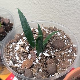 Photo of the plant species Long-Leaf Hoya by @corgikay named Bigleef Smalls on Greg, the plant care app