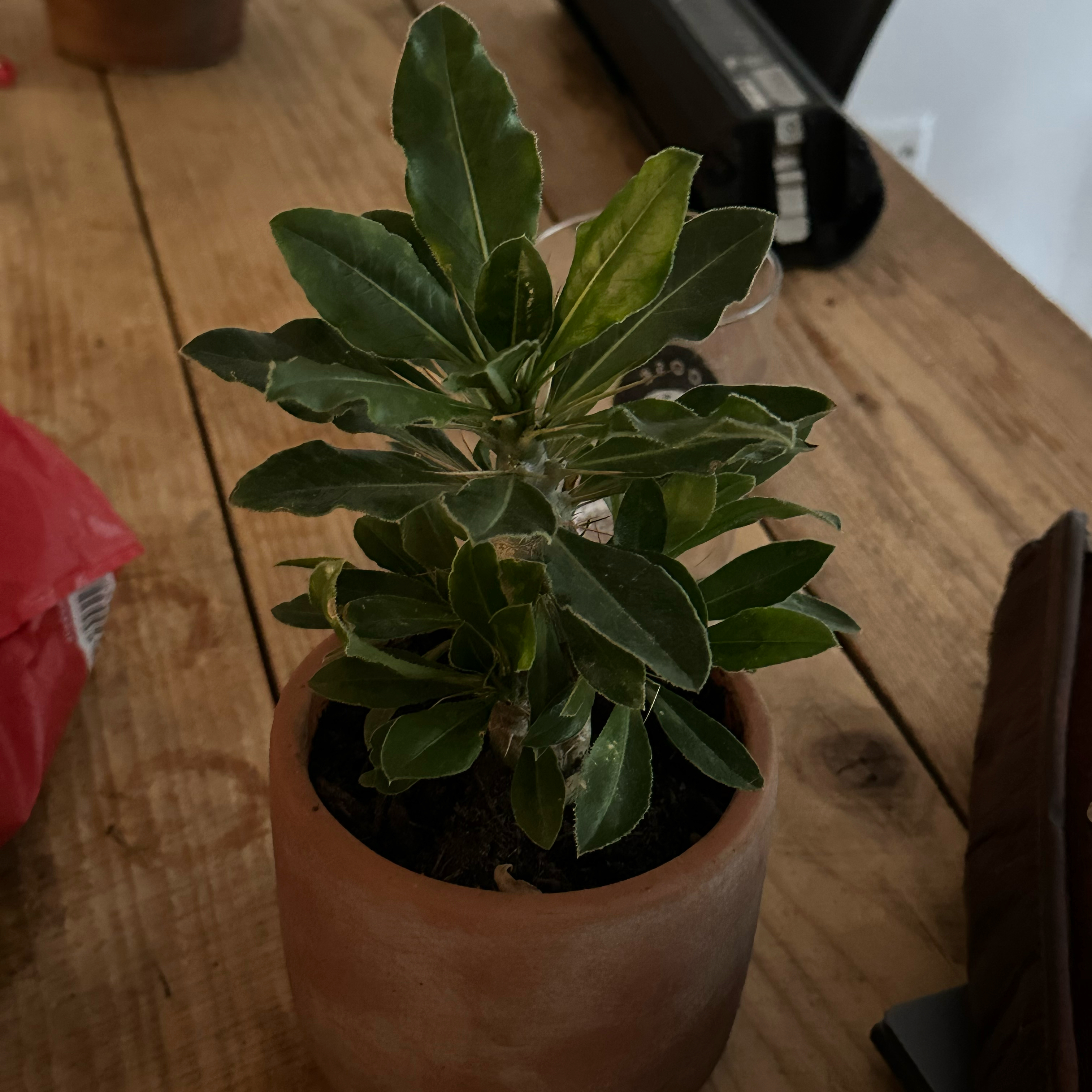 Photo of the plant species Kudu Lily by @KrincentsGarden named Plantpool on Greg, the plant care app