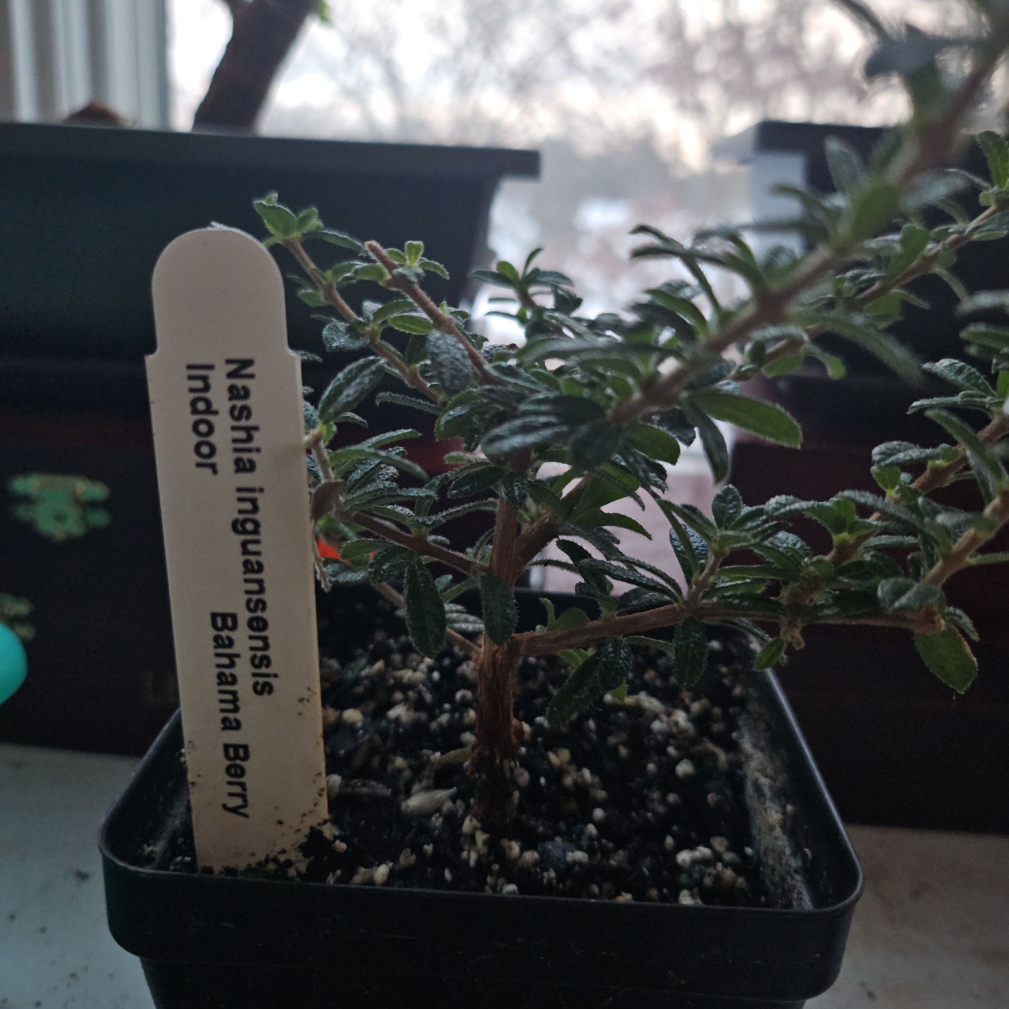 Photo of the plant species Bahama Berry by @LordlyGymealily named Homer on Greg, the plant care app