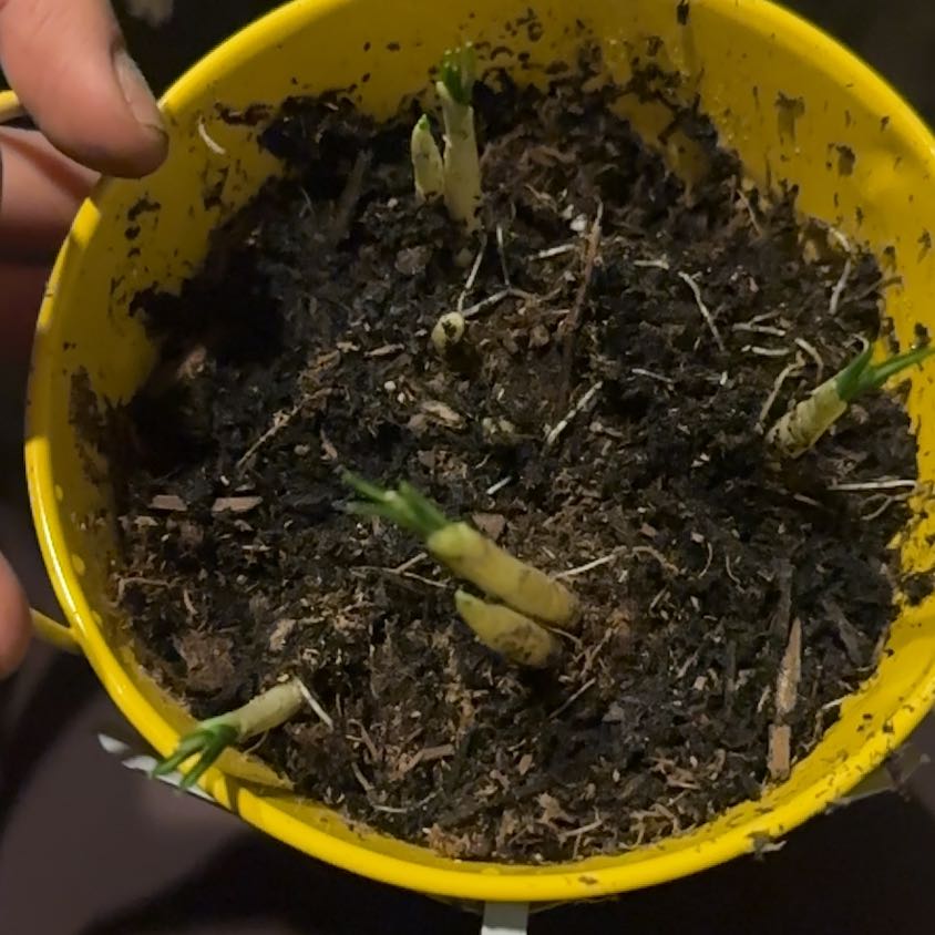 Photo of the plant species Michael's Purple Crocus by @DapperBoglaurel named Stella on Greg, the plant care app