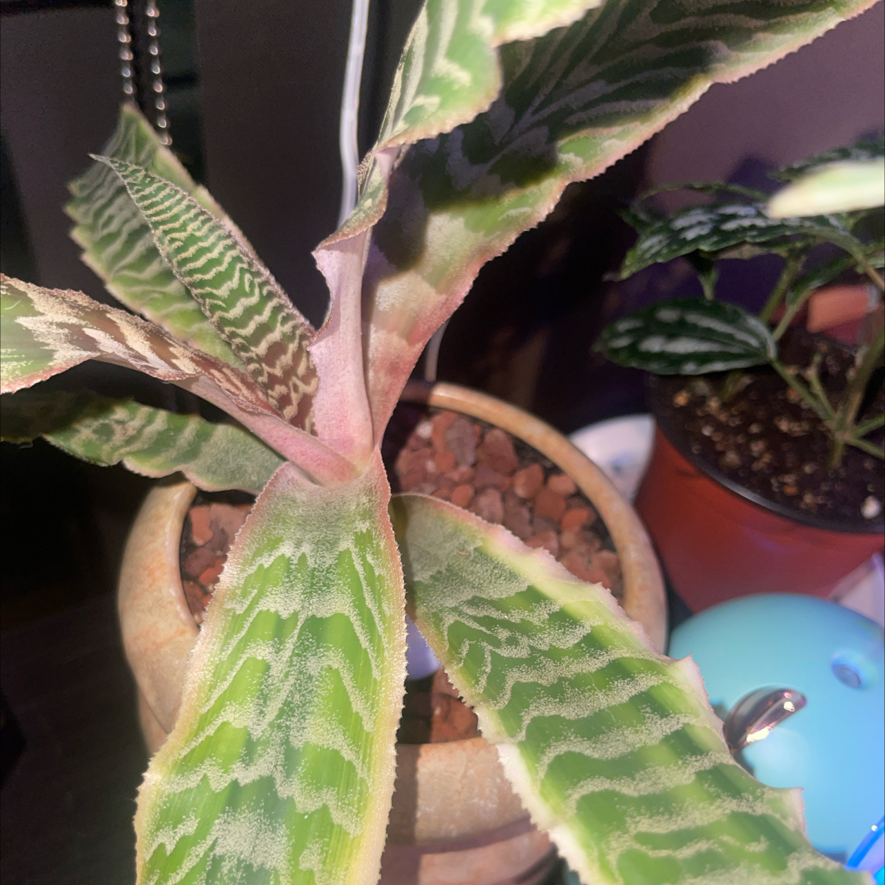 Photo of the plant species Elaine Earth Star by @Chineseplumyew named Kesha on Greg, the plant care app