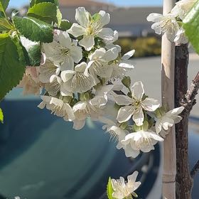 Photo of the plant species Sour Cherry by @FineVioletcoral named Bruce Lee on Greg, the plant care app