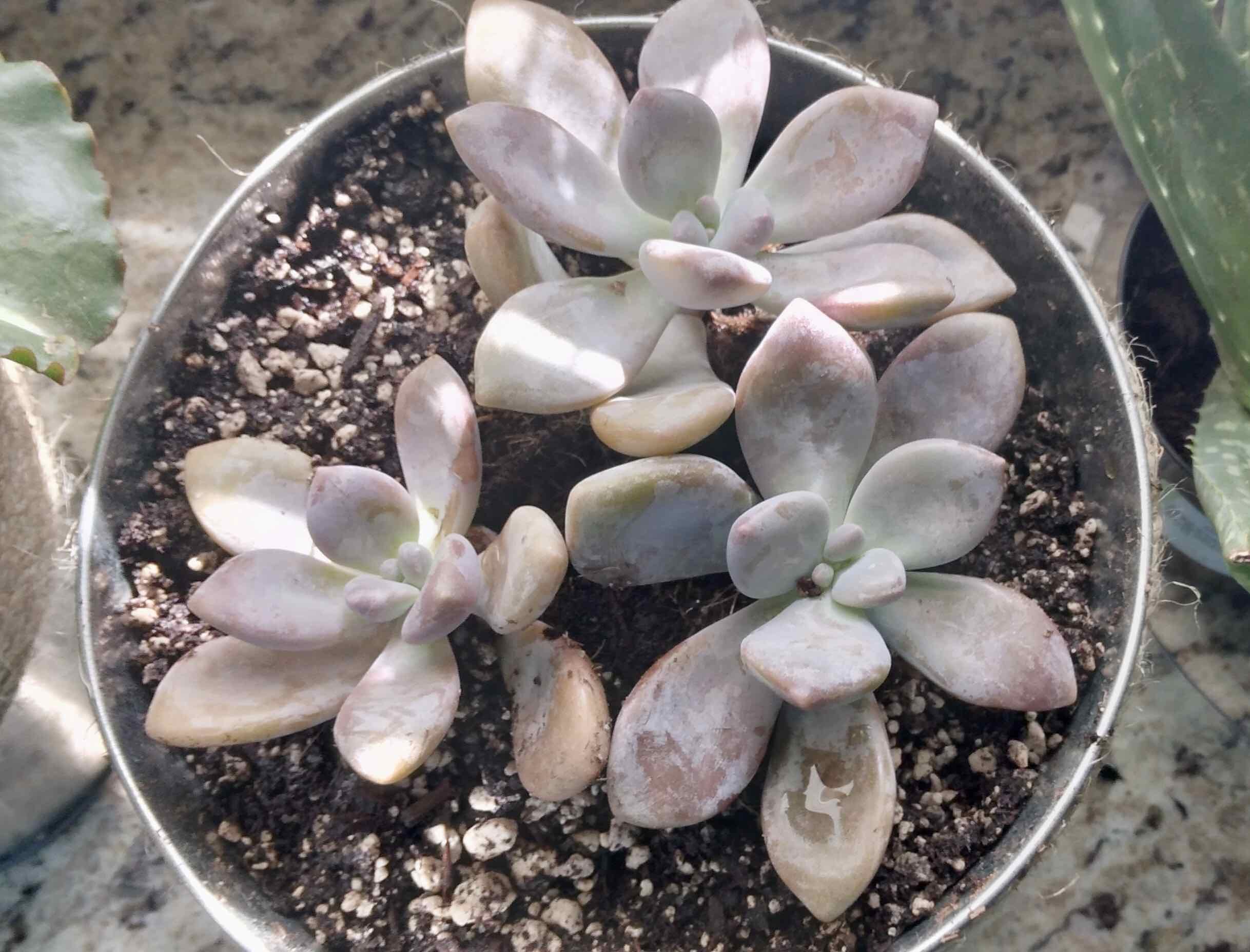Potted Graptopetalum 'Murasaki' with multiple rosettes, some leaf discoloration, and visible soil.