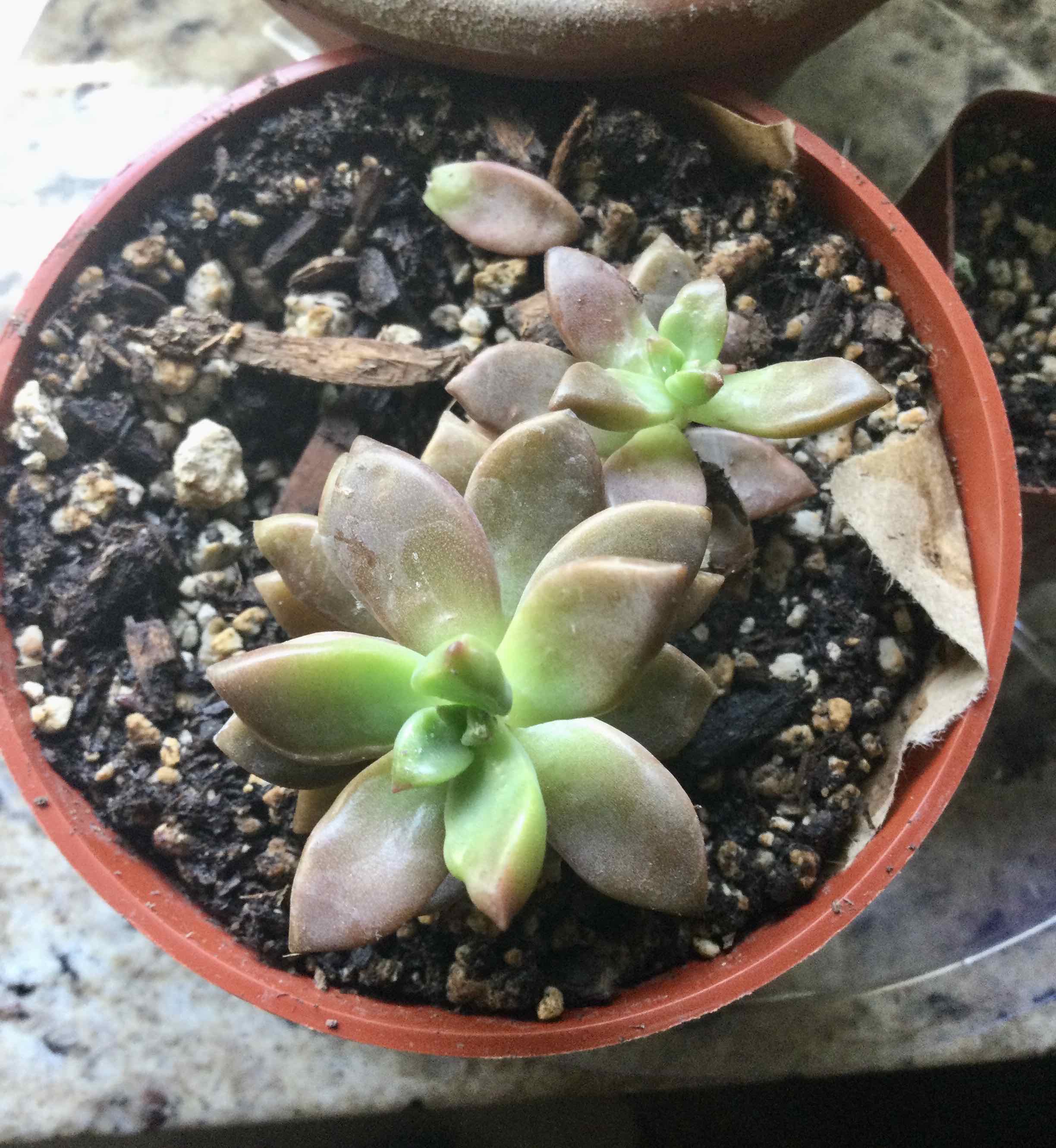 Graptosedum 'Bronze' plant in a pot with visible soil, appearing healthy.