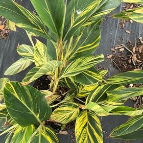 Photo of the plant species Variegated Shell Ginger by @NewKaro32 named Beckham on Greg, the plant care app