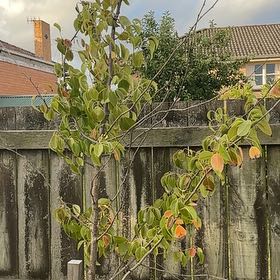 Photo of the plant species Snow Pear by @VocalWoodspurge named Gobi on Greg, the plant care app
