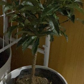 Photo of the plant species Ardisia crenata var. angusta by @DearCloudcactus named Walt on Greg, the plant care app