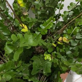 Photo of the plant species Butterfly Fern by @DearCloudcactus named Hemingway on Greg, the plant care app