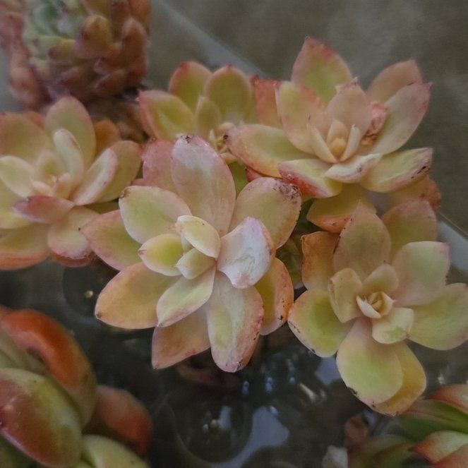 Photo of the plant species Echeveria 'Silk Veil' by @CrazyPlantLady9 named Darwin on Greg, the plant care app