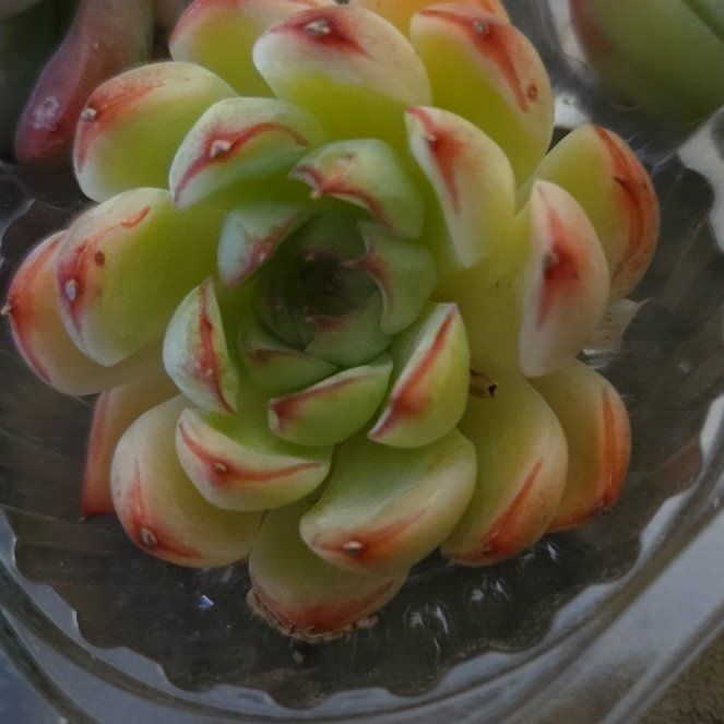 Photo of the plant species Echeveria 'Soul Fairy' by @CrazyPlantLady9 named Dax on Greg, the plant care app