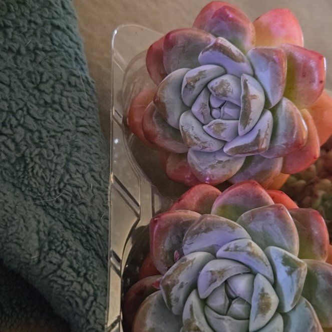 Photo of the plant species Ice Green by @CrazyPlantLady9 named Sherlock on Greg, the plant care app