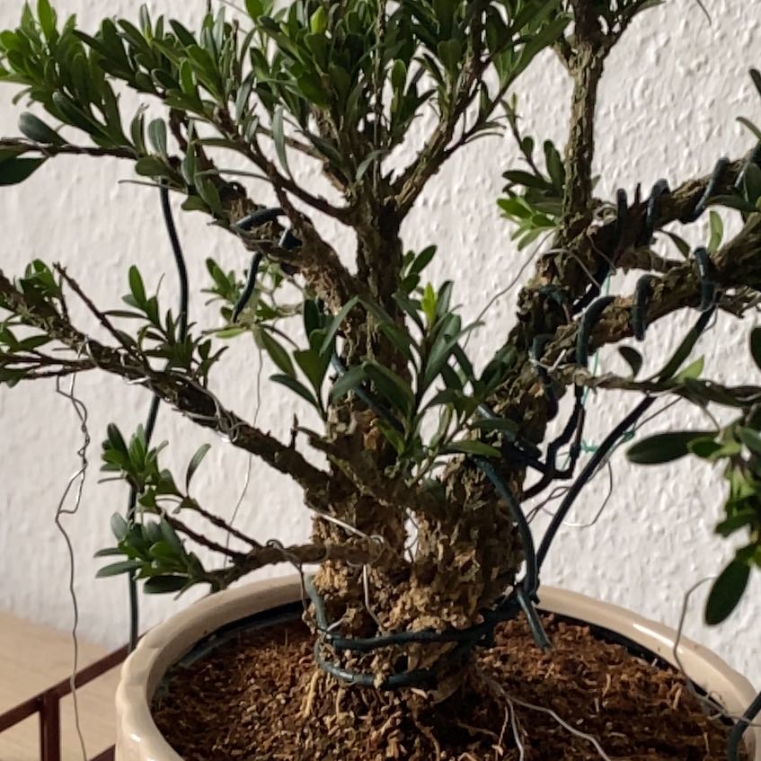 Photo of the plant species Harland Boxwood by @GoodPileasugar named Ronaldo on Greg, the plant care app