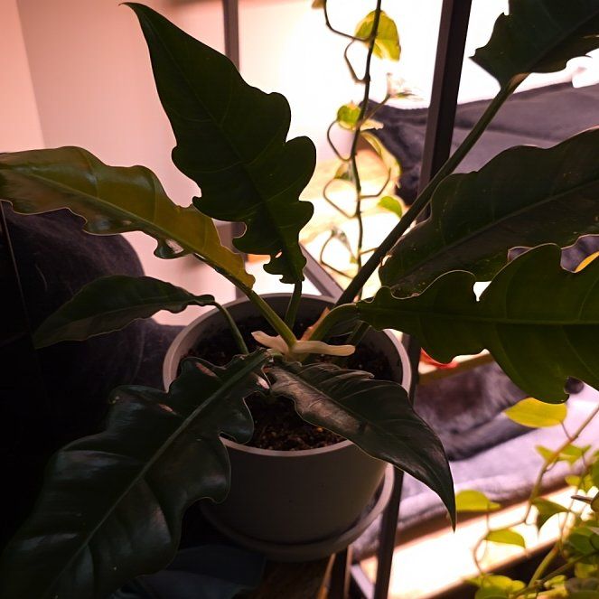 Photo of the plant species Narrow by @YoungPhalsa60 named Orlando Bloom on Greg, the plant care app