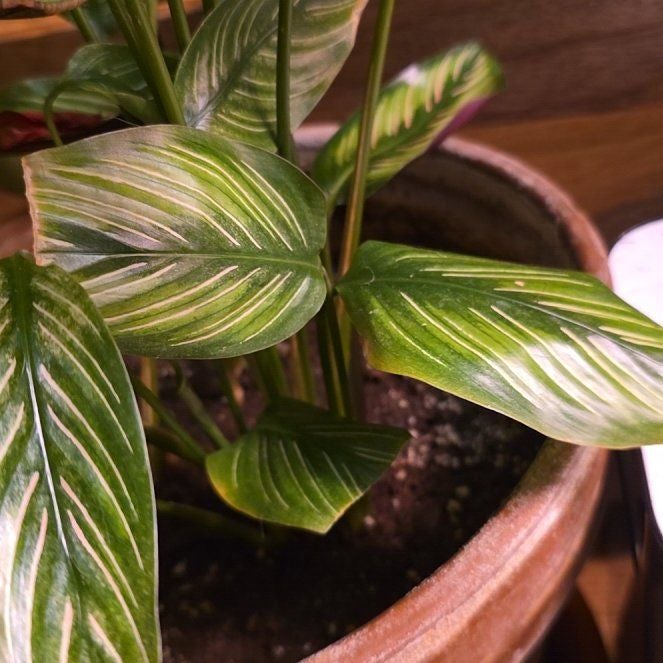 Plant care for calathea exotica on Greg, the plant care app