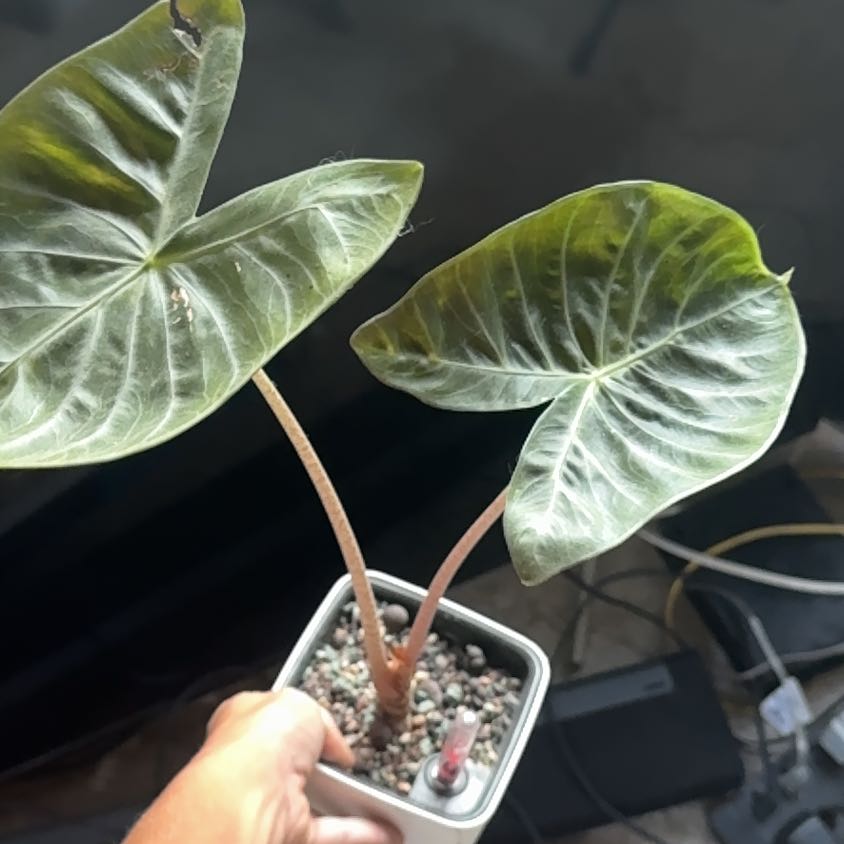 Photo of the plant species Variagated Odora Aurea by @LordlyTobacco named Homer on Greg, the plant care app