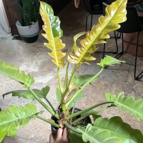 Photo of the plant species Philodendron 'Golden Saw' by @LordlyTobacco named Tree Diddy on Greg, the plant care app