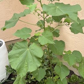 Photo of the plant species Buttonweed by @LordlyTobacco named Duke on Greg, the plant care app