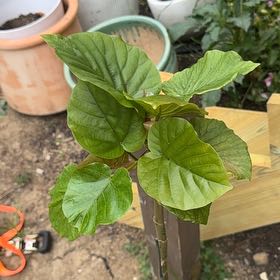 Photo of the plant species Bush Morning Glory by @LordlyTobacco named Eva on Greg, the plant care app