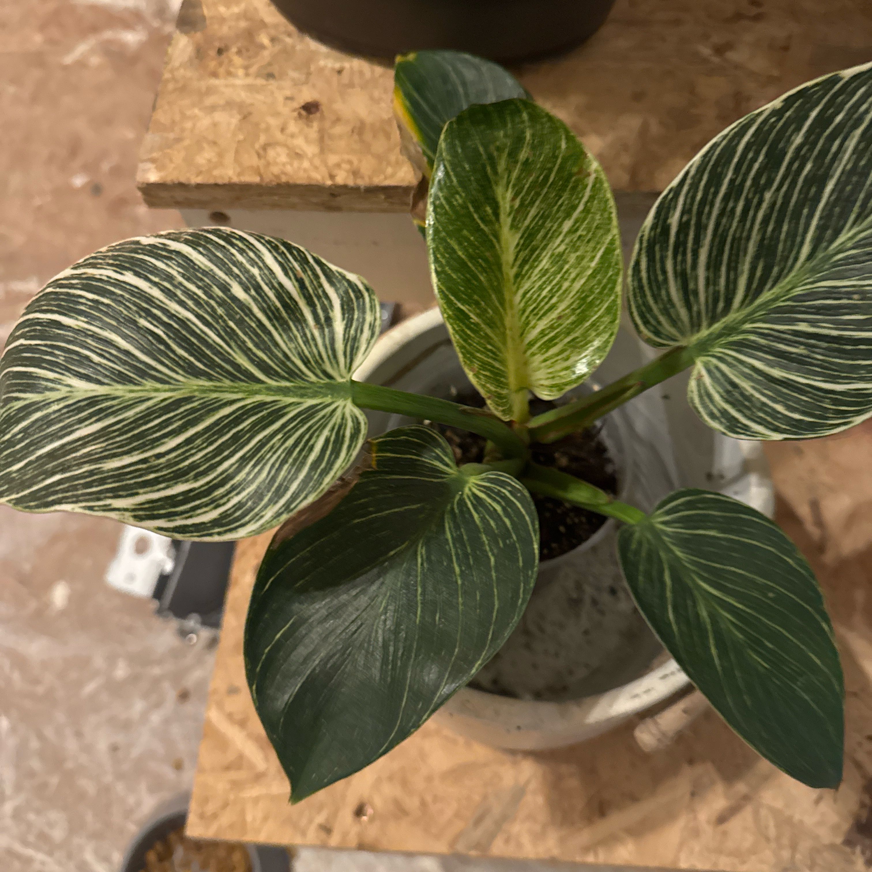 Morgan Treeman | A plant by @LordlyTobacco on Greg