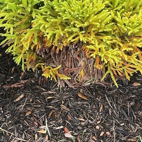 Photo of the plant species Palhinhaea Cernua by @GlossyJicaro named Achilles on Greg, the plant care app