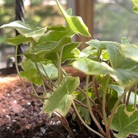Photo of the plant species Gold Child Ivy by @PeppyTexasebony named Sherlock on Greg, the plant care app