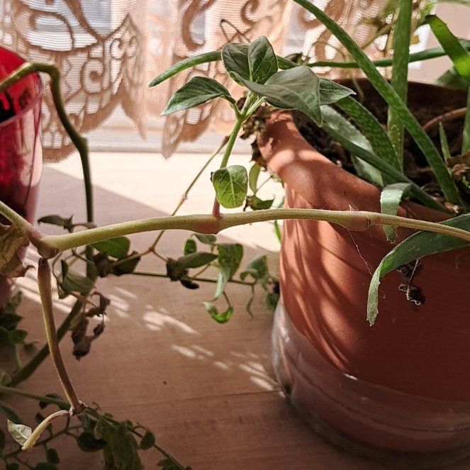 Photo of the plant species Pelargonium 'Evening Glory' by @HomelySapote1 named Sir Plancelot on Greg, the plant care app