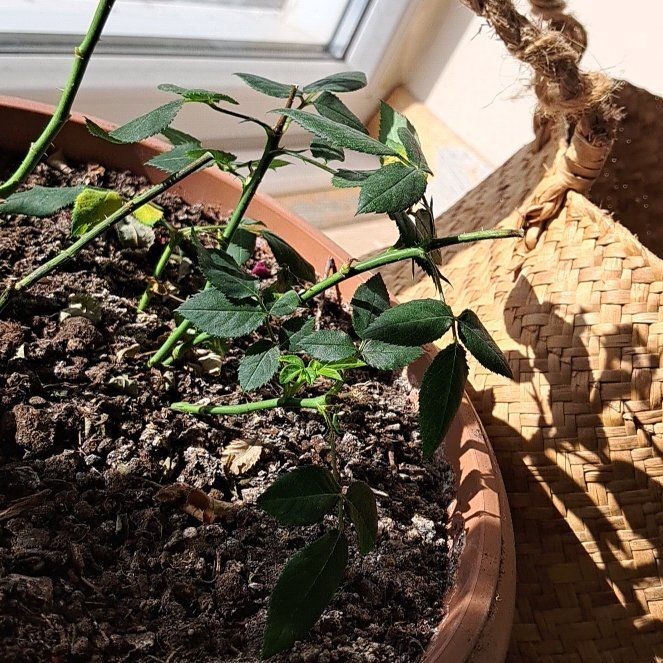 Photo of the plant species Miniature Rose by @HomelySapote1 named Fernie Mac on Greg, the plant care app
