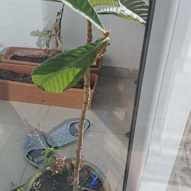 Photo of the plant species Maltese Mullein by @HomelySapote1 named Einstein on Greg, the plant care app