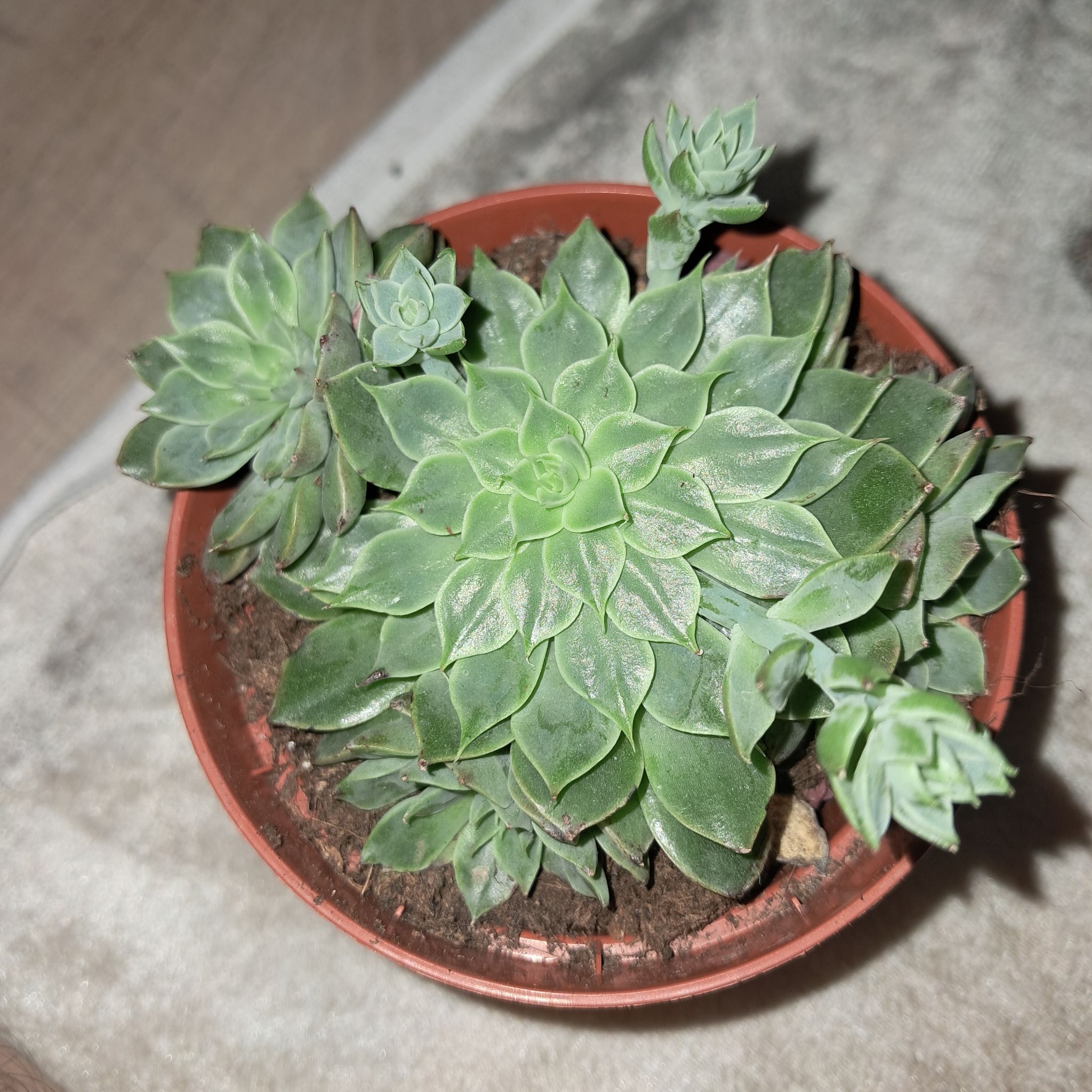 Photo of the plant species Bellum Altair by @HomelySapote1 named Hamilton on Greg, the plant care app