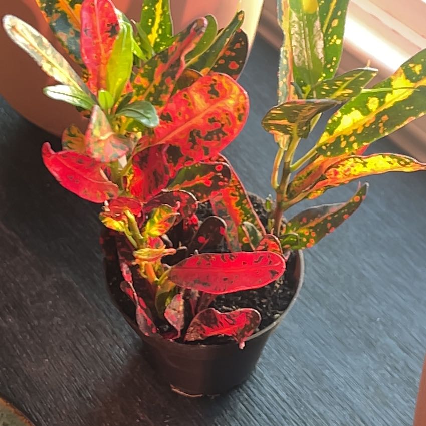 Plant care for Codiaeum on Greg, the plant care app