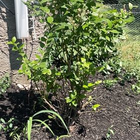 Photo of the plant species Blueberry Bush by @Dagobahsystem named Blueberry Bush on Greg, the plant care app