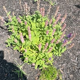 Photo of the plant species Perovskia atriplicifolia by @Dagobahsystem named Salvia on Greg, the plant care app