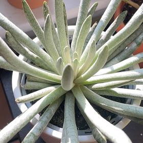 Photo of the plant species Fingertips by @Dagobahsystem named Aria on Greg, the plant care app