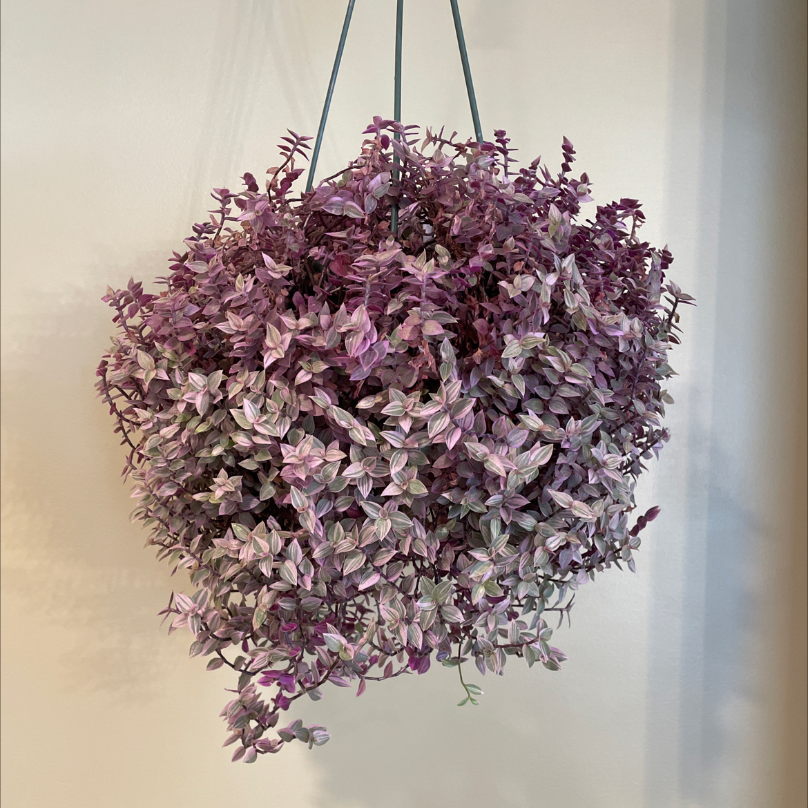 Callisia Repens Pink Lady