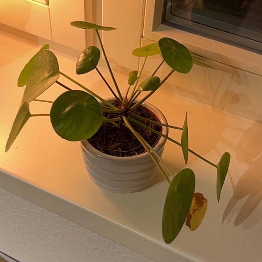 Photo of the plant species Pilea Sugar by @WorldlyCowpea64 named Khaleesi on Greg, the plant care app