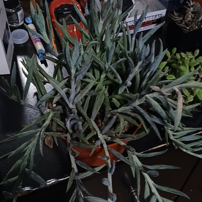 Photo of the plant species Blue Chalk Sticks by @FineSedge96 named Rosa on Greg, the plant care app