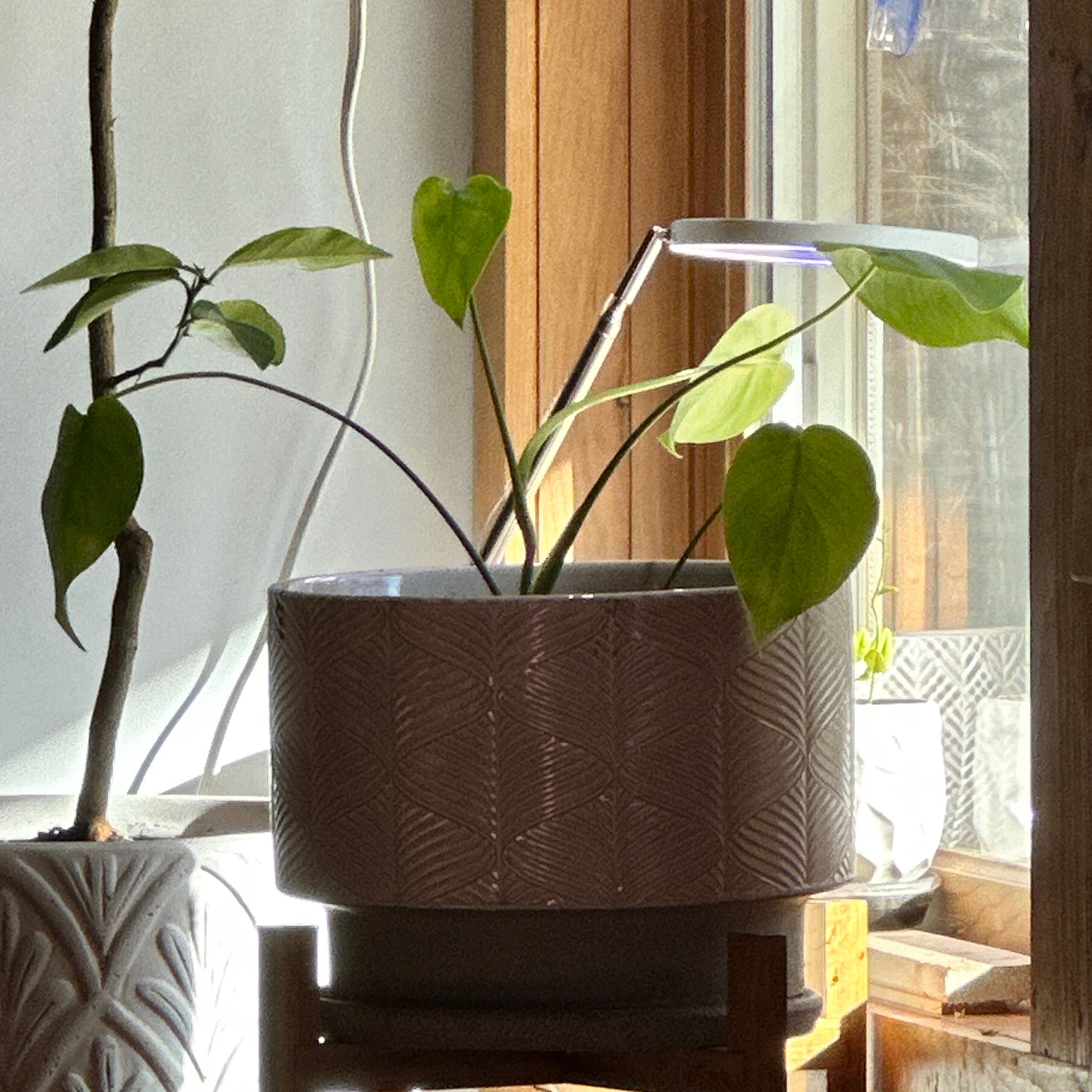 Photo of the plant species variagated pothos by @greenthumblina named Goldie on Greg, the plant care app