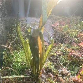 Photo of the plant species Sweet Pitcher Plant by @Mordekai named Harmony on Greg, the plant care app
