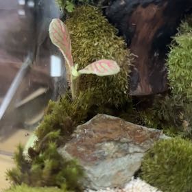 Photo of the plant species Fittonia by @AdonicCapeivy8 named Michelle Branch on Greg, the plant care app