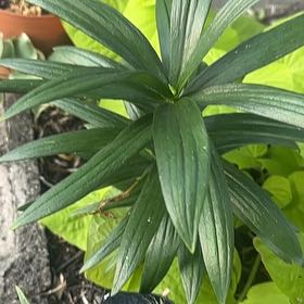 Photo of the plant species Martagon Lily by @HeadSnowywaxcap named Maya on Greg, the plant care app