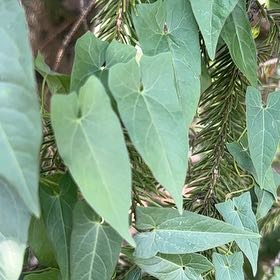 Photo of the plant species Appalachia False Bindweed by @HeadSnowywaxcap named Zion on Greg, the plant care app