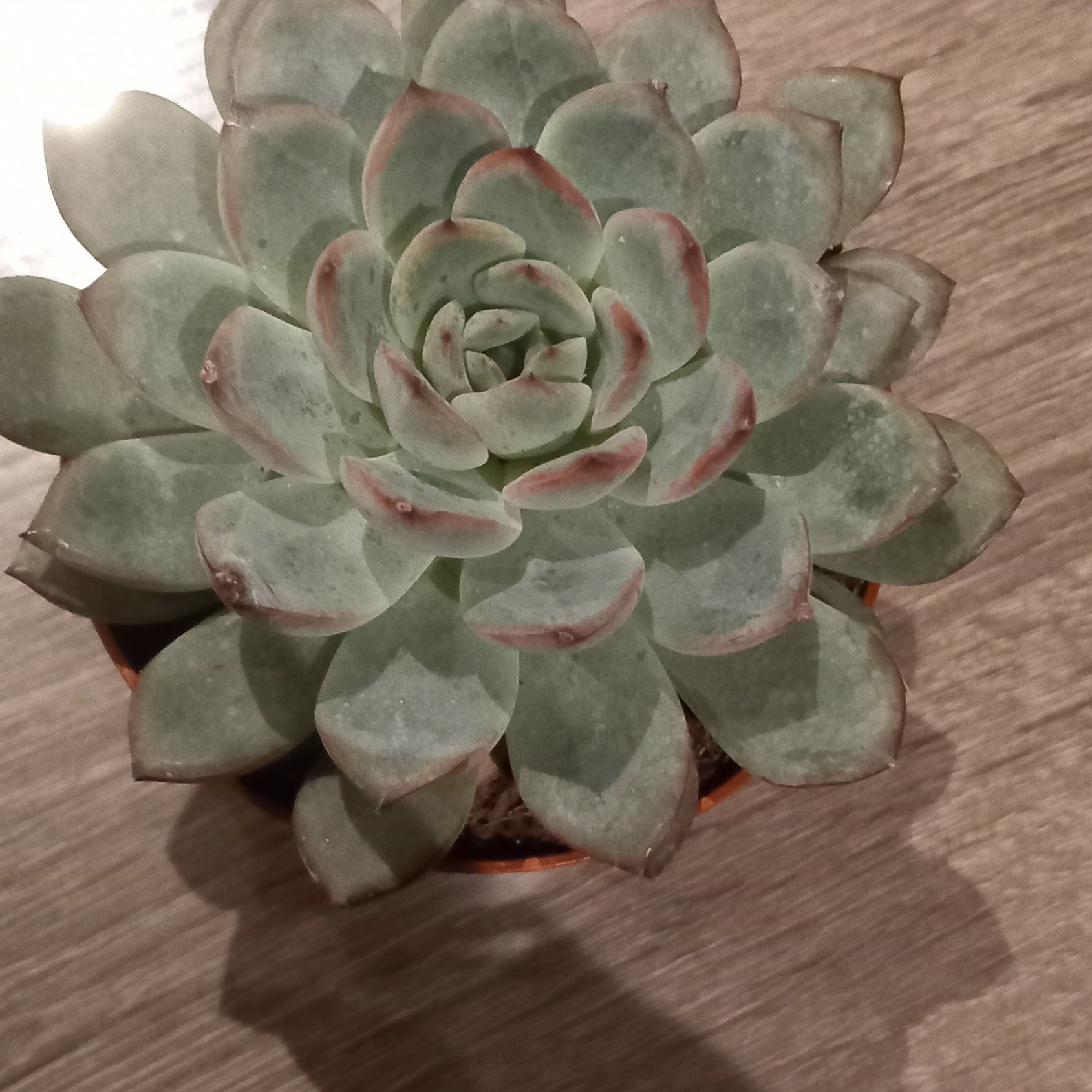 Photo of the plant species Echeveria Aurora by @EthicalChollipo named Plato on Greg, the plant care app
