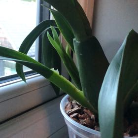 Photo of the plant species Brascidostele 'Gilded Tower Mystic Maze' by @EpitomeBoneset0 named Sol on Greg, the plant care app