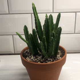 Photo of the plant species Black Bells by @EpitomeBoneset0 named Leny on Greg, the plant care app