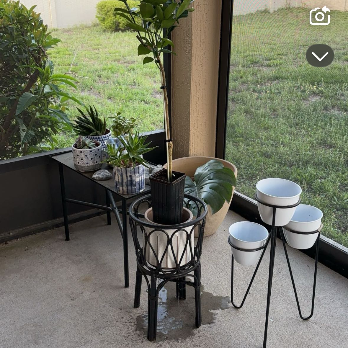 Photo of the plant species Dwarf Valencia Orange Tree by @MerryPaleyucca named Coco on Greg, the plant care app