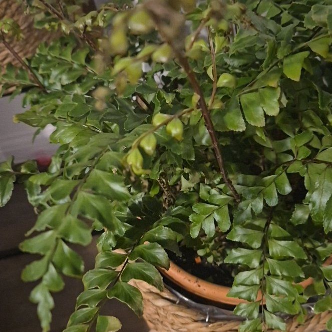 Photo of the plant species Knudsen's Birdnest Fern by @JoyousCrassula named Harper on Greg, the plant care app