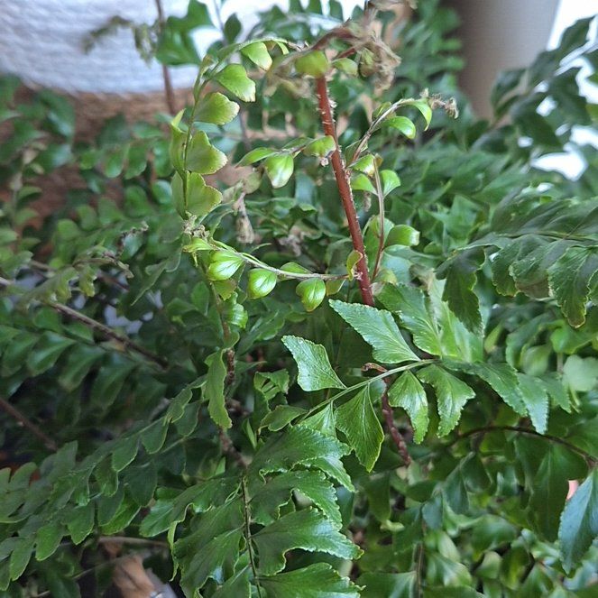 Photo of the plant species Knudsen's Birdnest Fern by @JoyousCrassula named Nithin on Greg, the plant care app